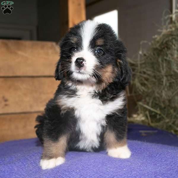 Jean, Bernedoodle Puppy